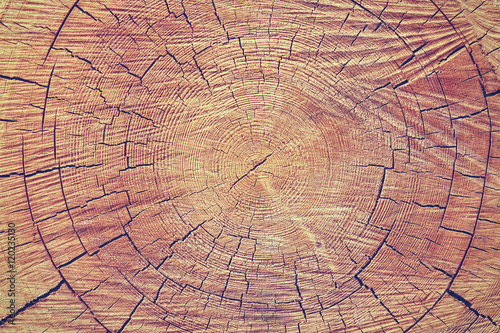 Wood rings background. Wood texture of cut tree trunk.