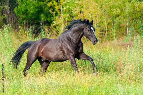 Black horse run gallop on pasture