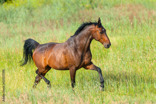 Bay stallion run on spring field © kwadrat70