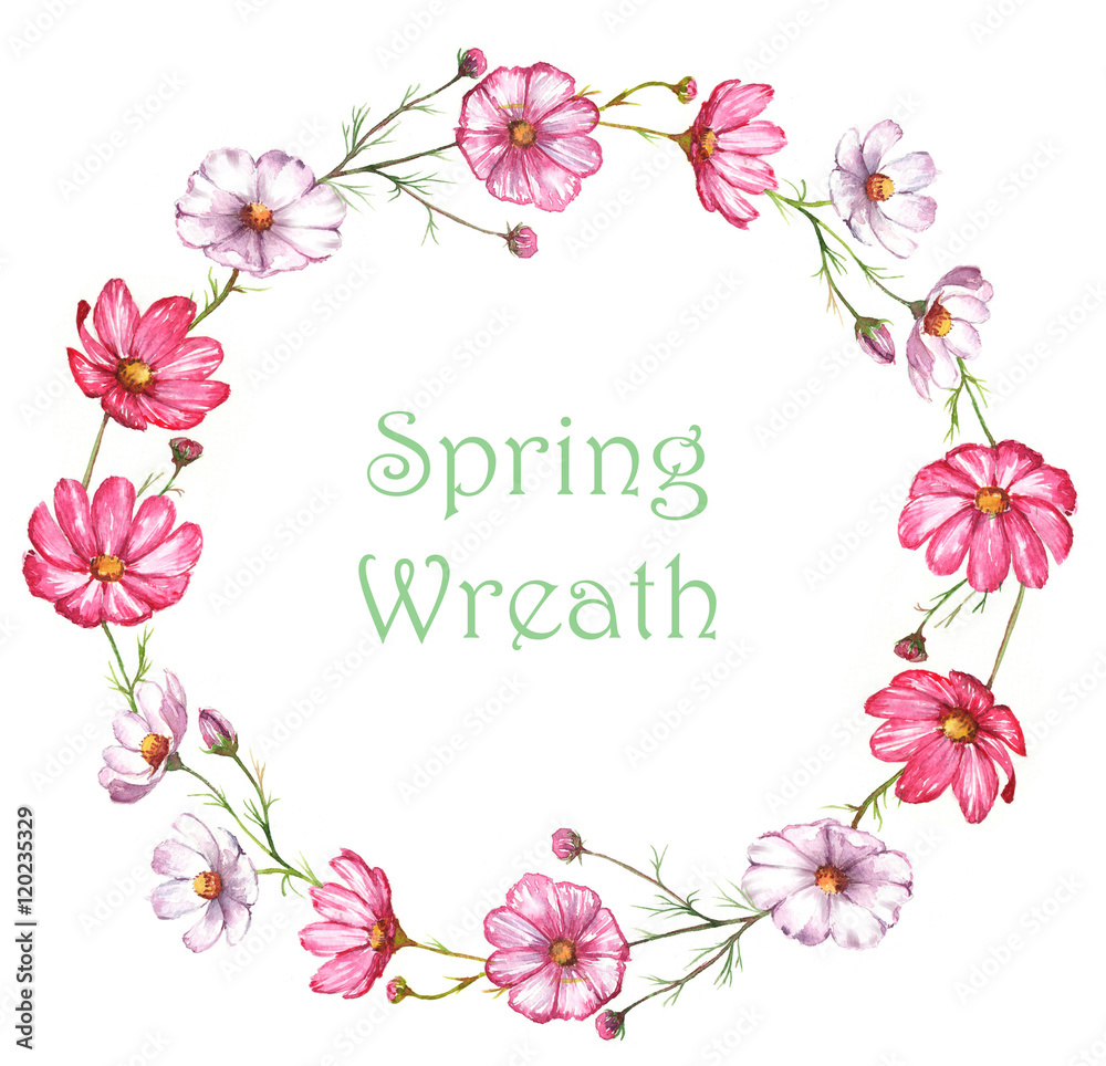 Hand-drawn watercolor wreath with pink and white kosmea flowers. Colorful chamomiles blossom in the floral border. Spring wreath