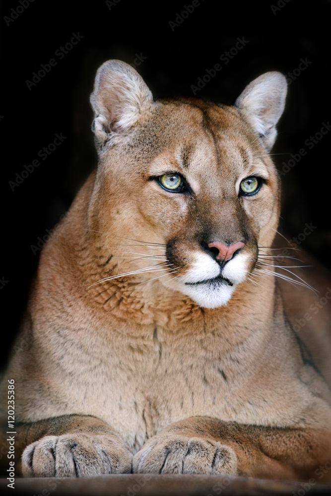 Naklejka premium Portret Puma na czarnym tle