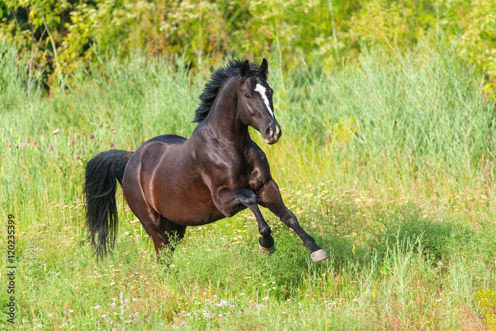 Fototapeta premium Black horse run gallop on pasture