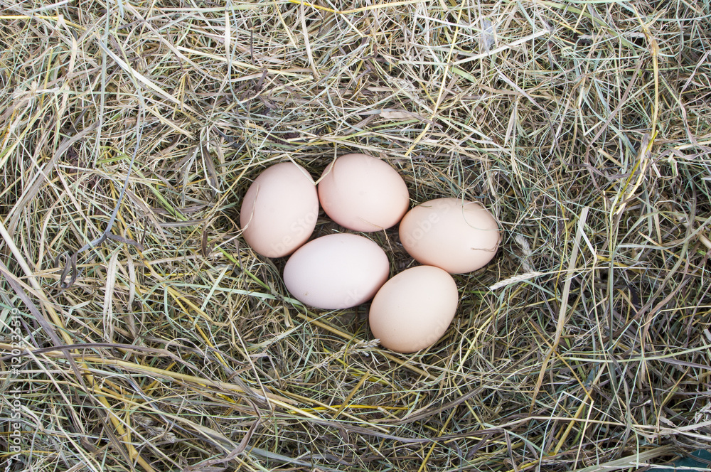 Fresh eggs