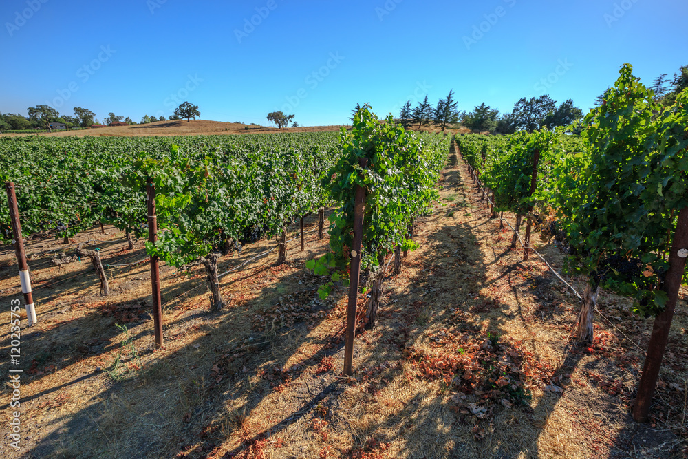 Vineyard in Napa Valley, San Francisco Bay Area in northern California. Napa Valley is the main wine growing region of the United States and one of the major wine regions of the world. Vineyard in Napa Valley, San Francisco Bay Area in northern California. Napa Valley is the main wine growing region of the United States and one of the major wine regions of the world.