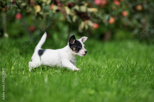 happy little jack russell terrier puppy running outdoors © otsphoto