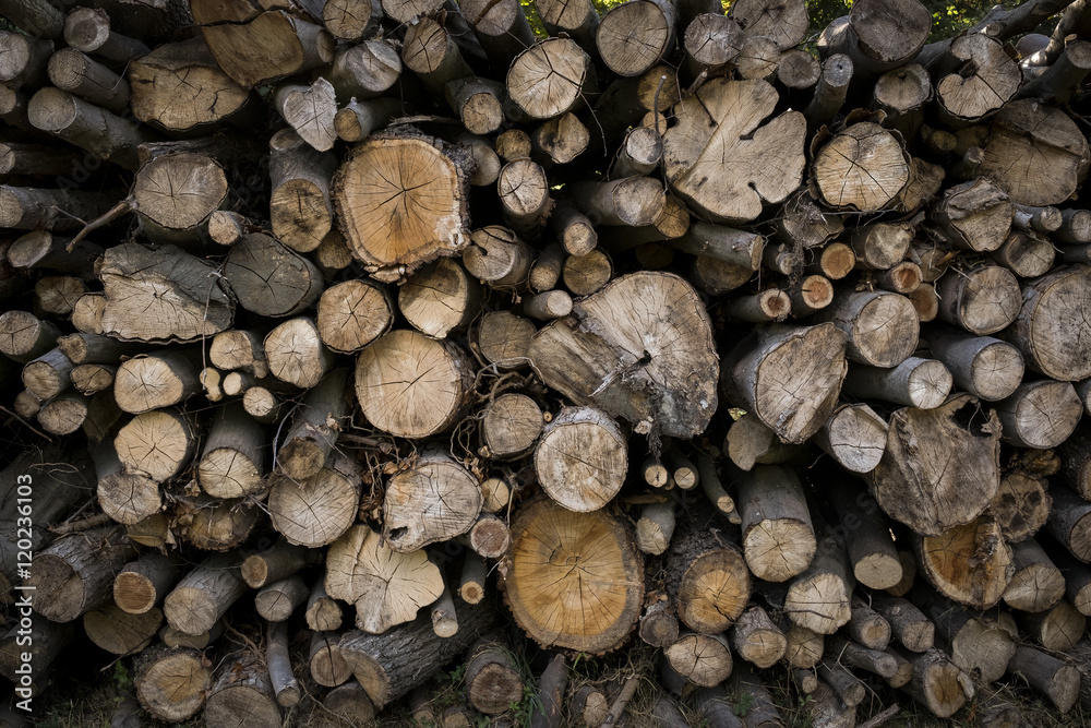 bois arbre tronc coupe bûcheron chauffage stère forêt bois arbre tronc coupe bûcheron chauffage stère forêt