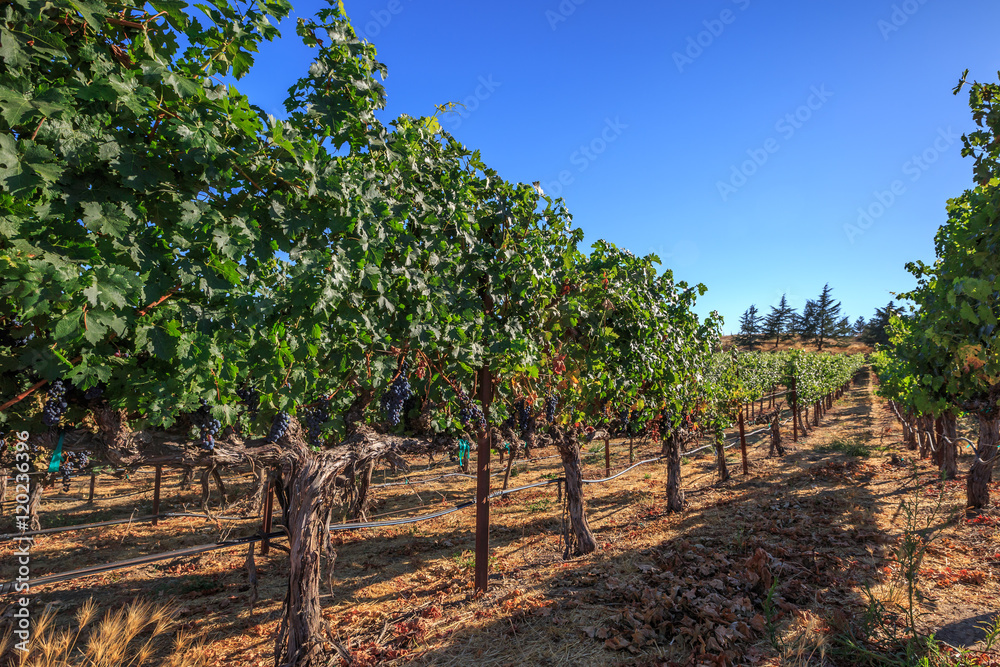 Vineyard in Napa Valley, San Francisco Bay Area in northern California, USA.