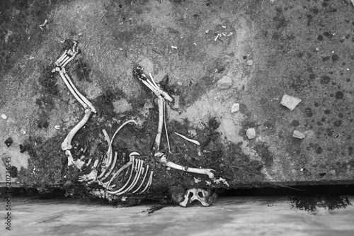 Carrion dead dry.The skeleton bone of dog