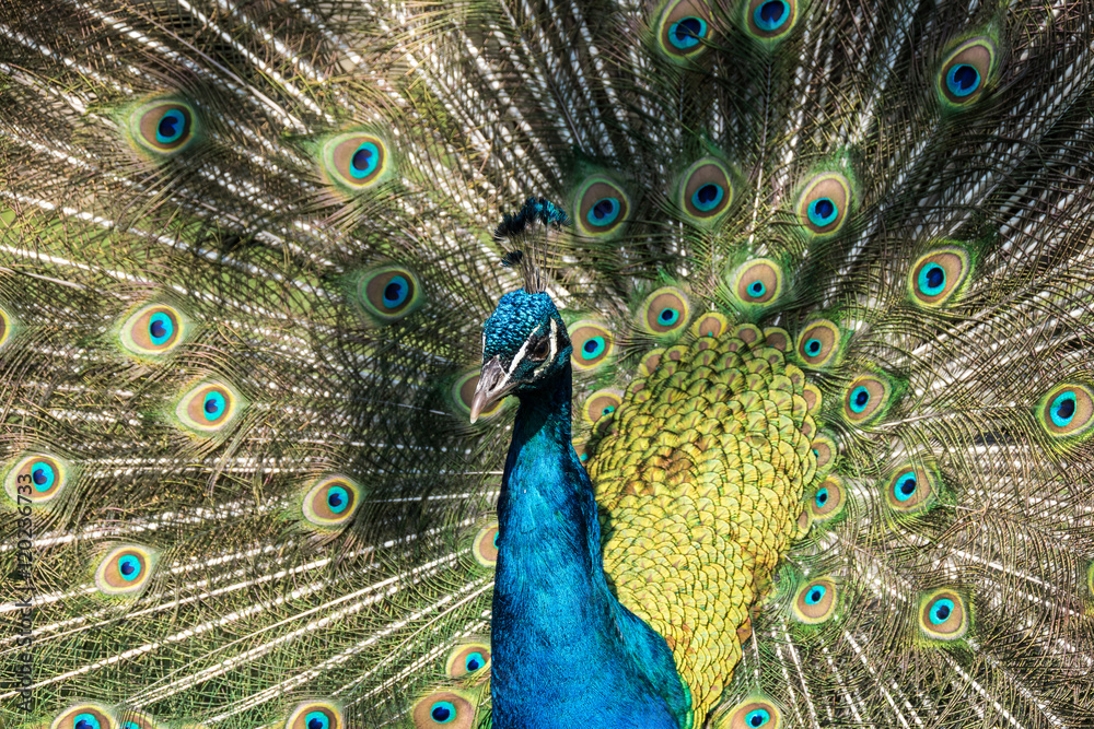 Obraz premium Blauer Pfau bei der Balz - Pavo cristatus