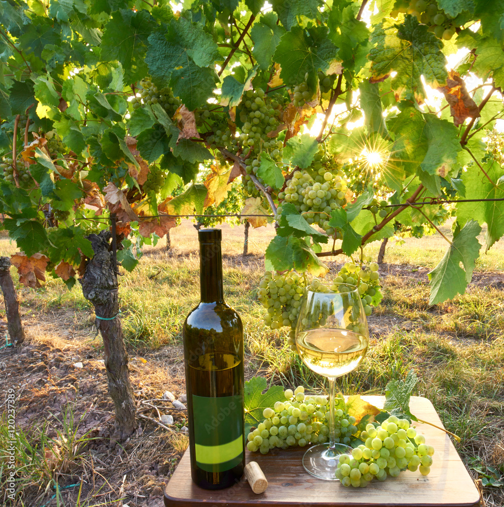 Fototapeta premium reifer Wein im Weinberg