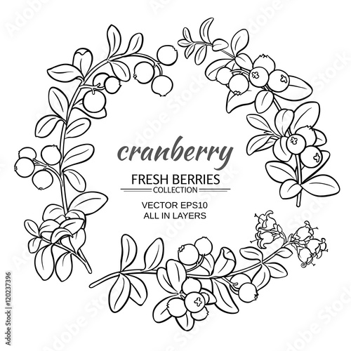 cranberry vector set