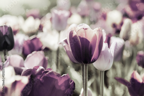 Canvas Print tulpen gefärbt