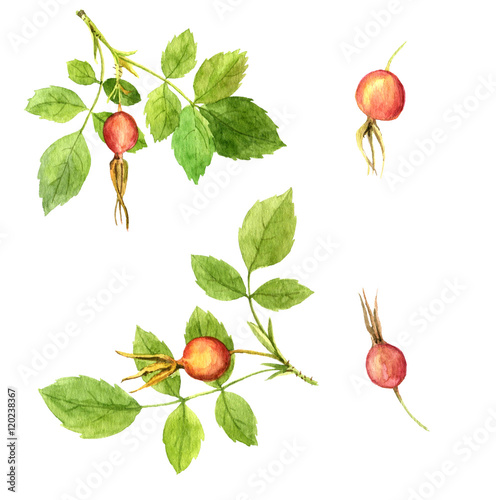 Fotografi watercolor branches of briar with leaves and berries