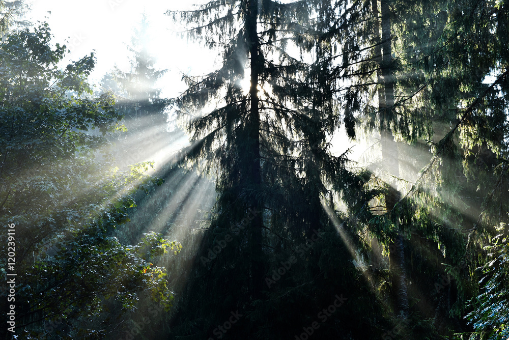 Obraz premium Beams of morning sunlight in a deep, dark forest