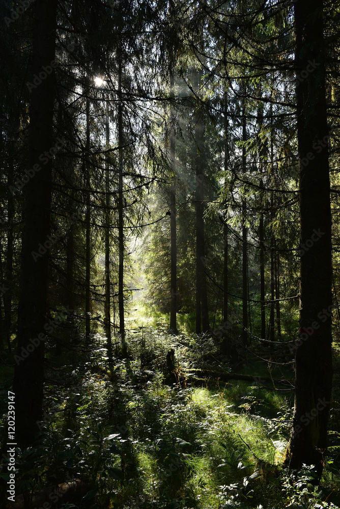 Fototapeta premium Beams of morning sunlight in a deep, dark forest