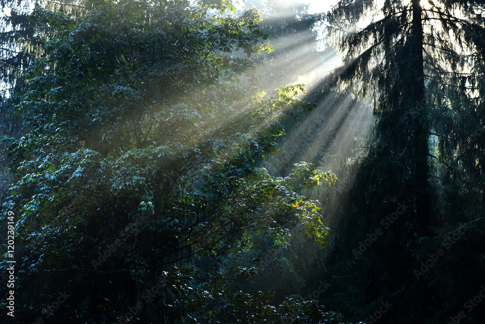 Fototapeta premium Beams of morning sunlight in a deep, dark forest