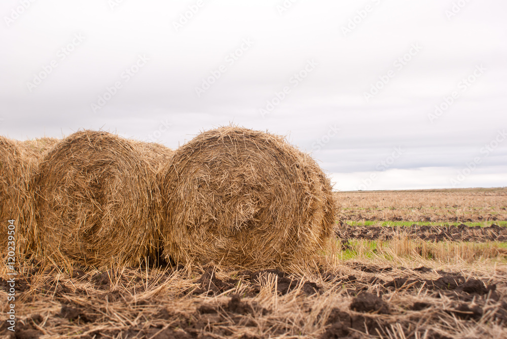 Stack of straw in the field