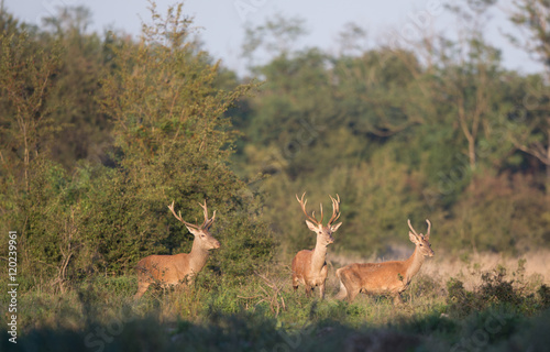 Three red deer in forest