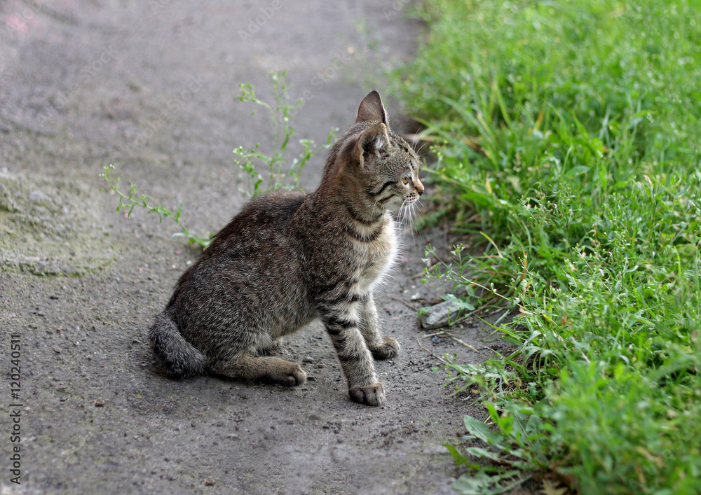 Fototapeta premium Kitten near the grass.