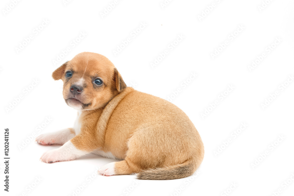 cute chihuahua puppies sitting on white background cute chihuahua puppies sitting on white background