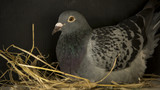 speed racing pigeon breeding in bird nest home