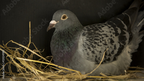 speed racing pigeon breeding in bird nest home