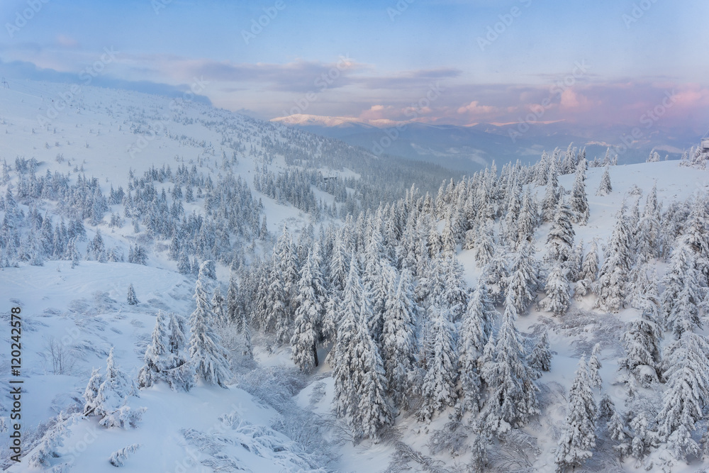 pine tree in winter at sunset in the mountains. Purple sky pine tree in winter at sunset in the mountains. Purple sky