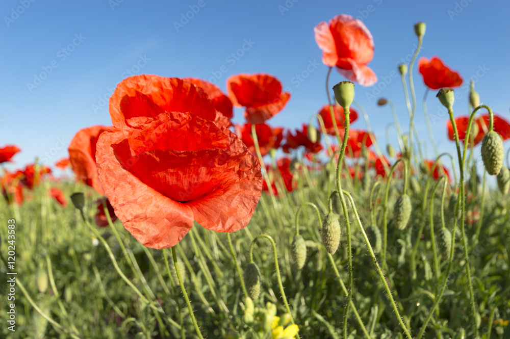 Obraz premium flowers