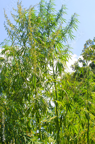 Cannabis plants on the blue sky background