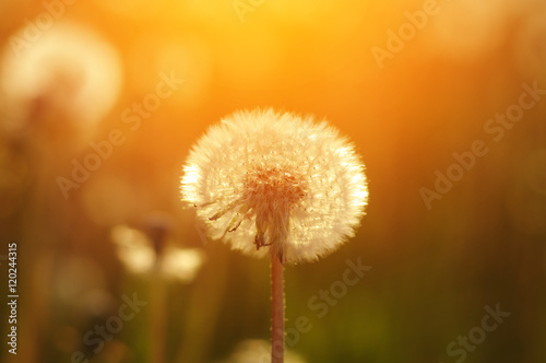 dandelions in the sun