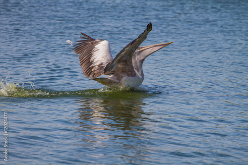 Spot-billed pelican( Pelecanus philippensis)
