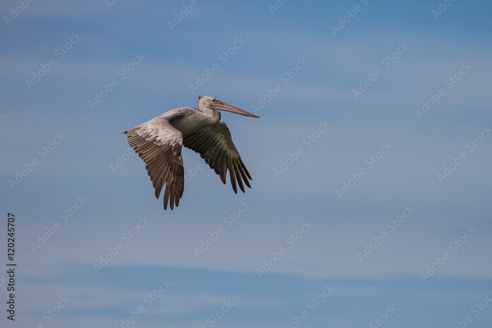 Fototapeta premium Spot-billed pelican( Pelecanus philippensis)