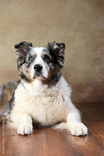 betagte Australian Shepherd-Hündin im Studio photo