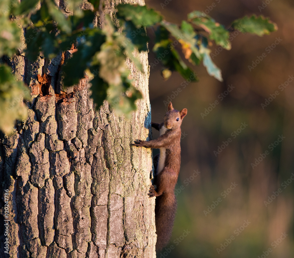 Red squirrel on oak tree