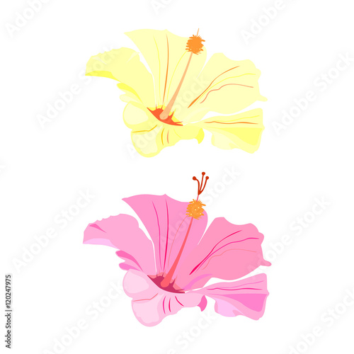 Tropical exotic flower  plant. Vector.