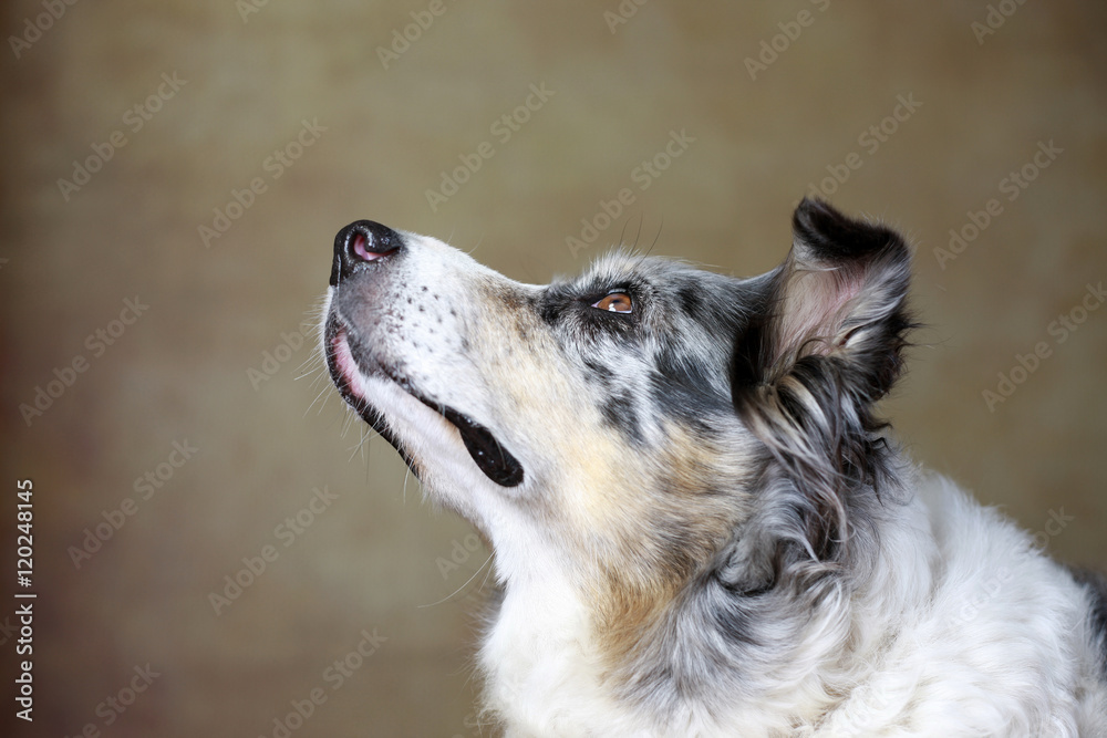 Fototapeta premium betagte Australian Shepherd-Hündin im Studio
