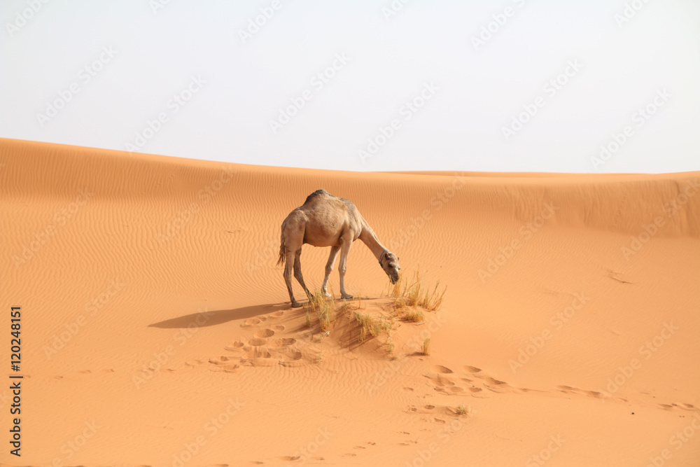 Camelo do Deserto