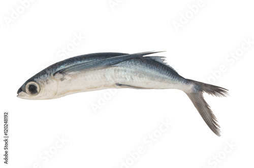 Tropical flying fish isolated