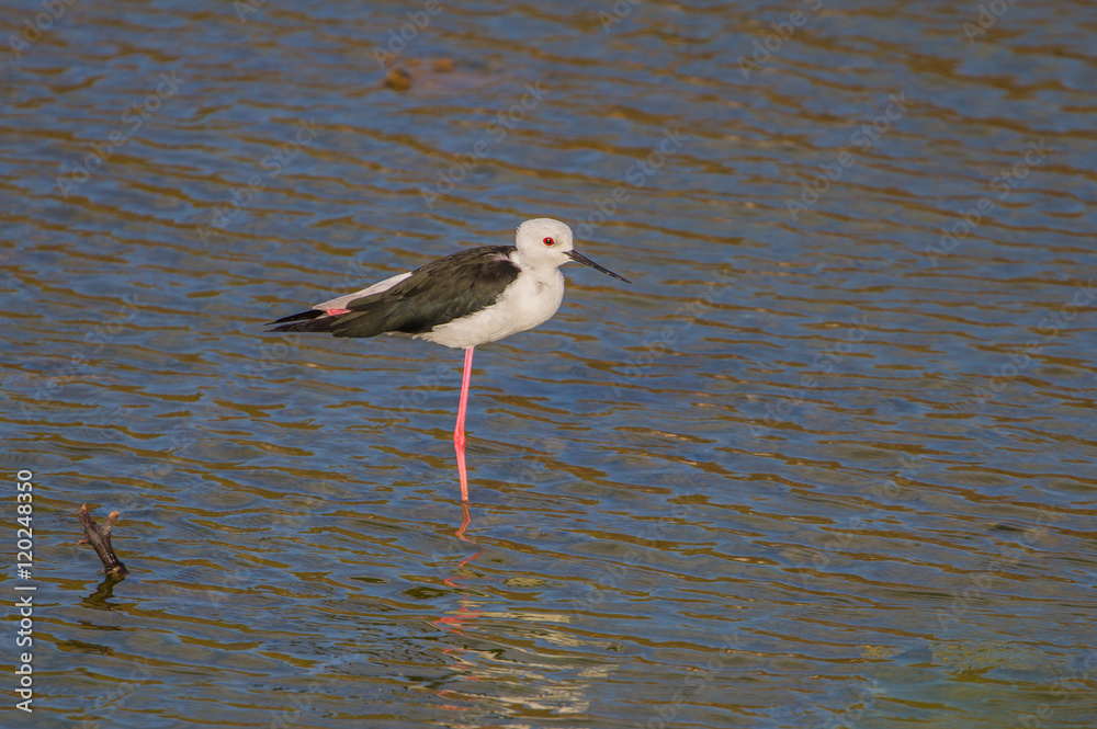 Black-winged Stilt (Himantopus himantopus) Black-winged Stilt (Himantopus himantopus)