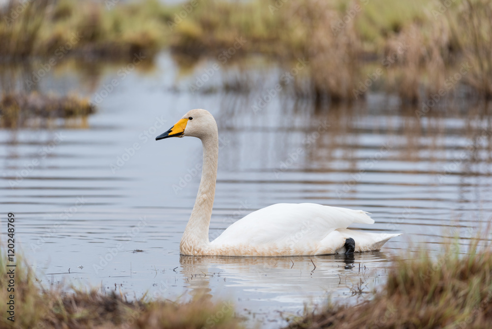 Singschwan, Whooper swan, Cygnus cygnus Singschwan, Whooper swan, Cygnus cygnus