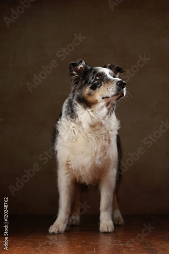 betagte Australian Shepherd-Hündin im Studio © Jana Behr