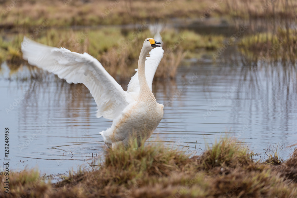 Naklejka premium Singschwan, Whooper swan, Cygnus cygnus