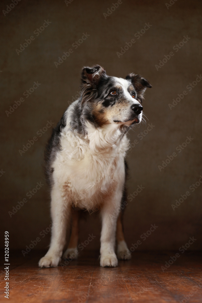 betagte Australian Shepherd-Hündin im Studio