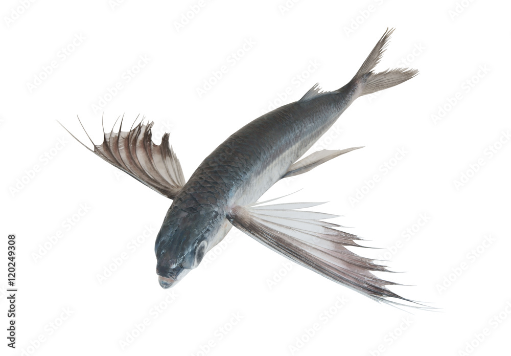 Tropical flying fish isolated Tropical flying fish isolated