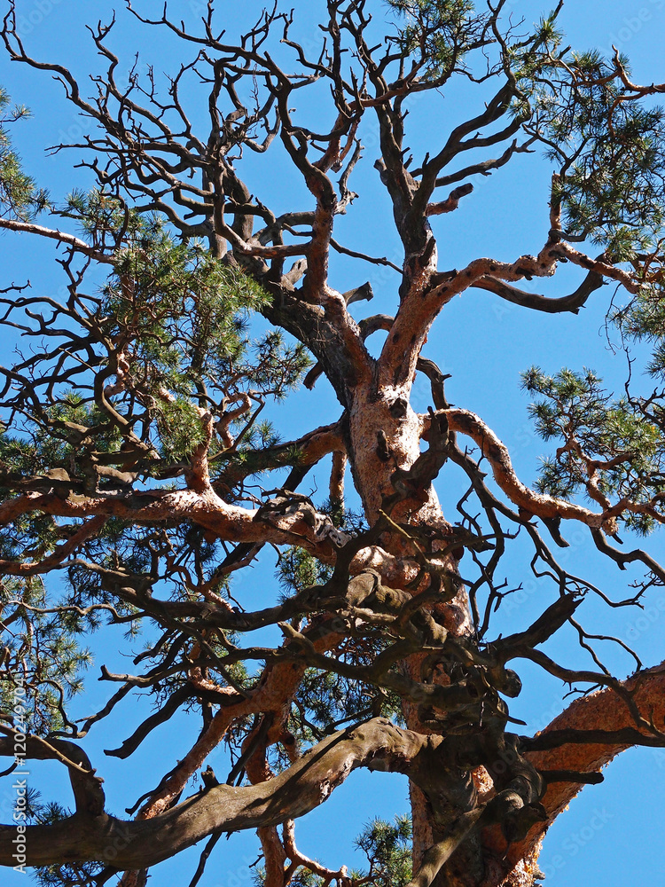old bent pine on the sky background old bent pine on the sky background