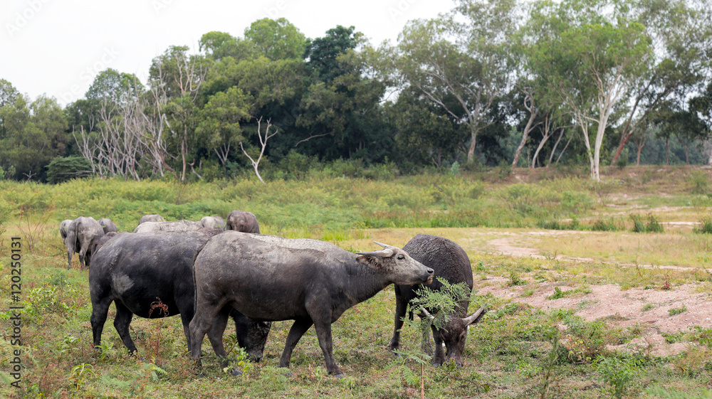 Group of buffalo on field in Thailand 2 Group of buffalo on field in Thailand 2