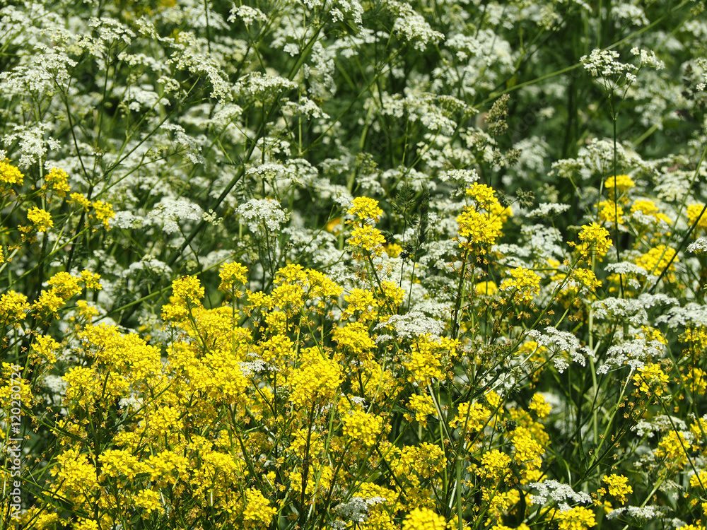 White and yellow wild flowers (wild mustard, cow parsley)