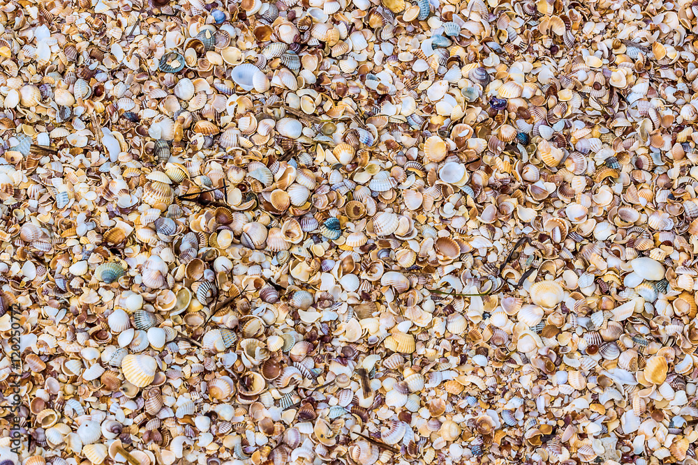 Sea shells on sand as background Sea shells on sand as background