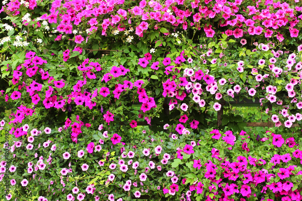 Viele Petunien in verschiedenen Farben, Petunia
