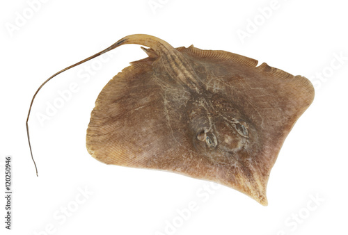Ray fish isolated on white background
